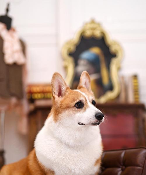 柯基犬的特点与魅力（了解柯基犬的外貌、性格和适应能力）(图3)