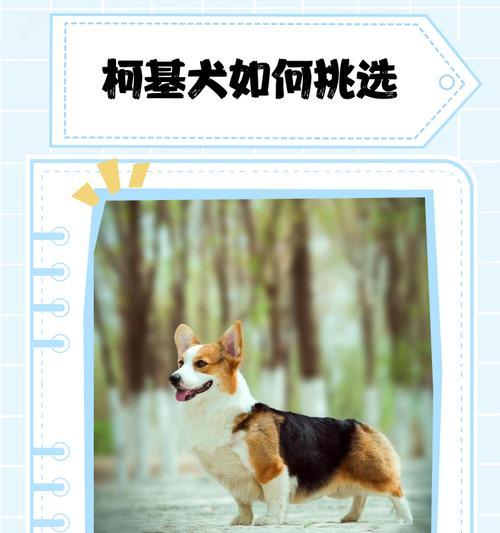 柯基犬的特点与魅力（了解柯基犬的外貌、性格和适应能力）(图2)