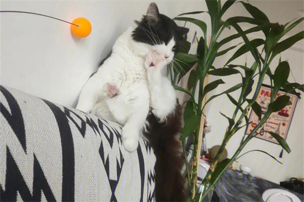 猫咪有时间观念吗？(图3)