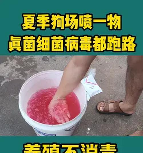 家里养了狗狗，消毒有妙招！（打造健康宠物居家环境，让爱宠和家人更安心）(图2)