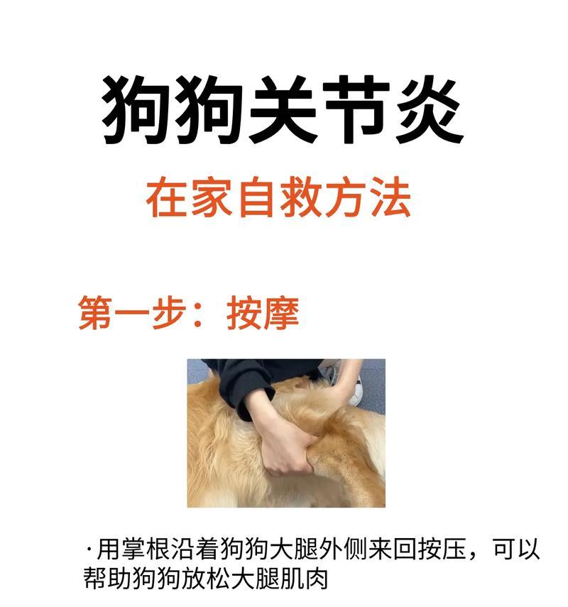 家里养了狗狗，消毒有妙招！（打造健康宠物居家环境，让爱宠和家人更安心）(图1)