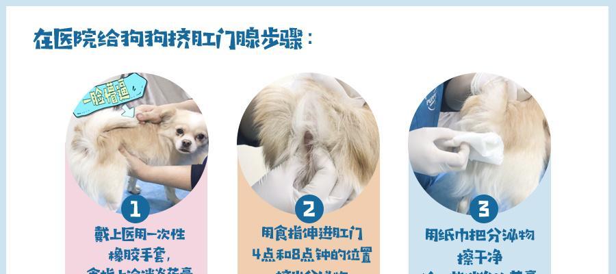 如何给宠物狗进行有效消毒？（保护宠物健康，从正确消毒开始）(图1)