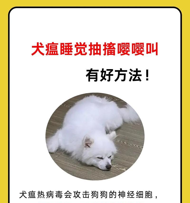 宠物睡觉的奇怪叫声是什么？（狗狗睡觉发出的叫声是什么样的？——探究宠物睡眠中的神秘行为）(图1)