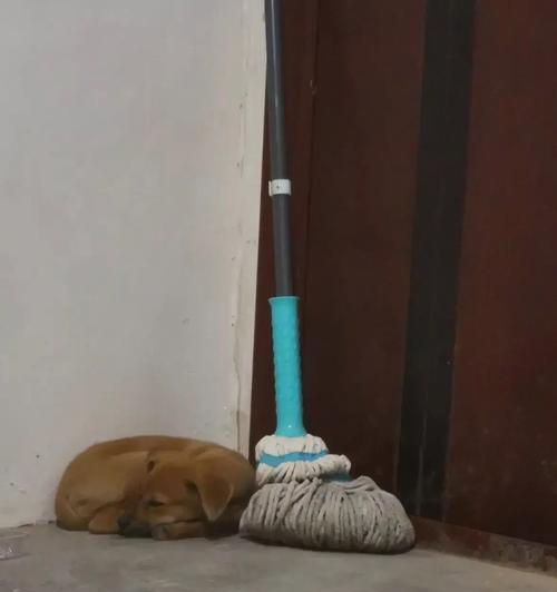 宠物睡觉的奇怪叫声是什么？（狗狗睡觉发出的叫声是什么样的？——探究宠物睡眠中的神秘行为）(图3)