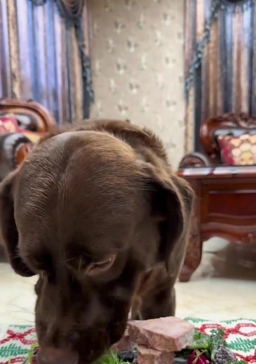 拉布拉多为什么会吃草？（探究拉布拉多吃草的原因和如何正确处理）(图2)