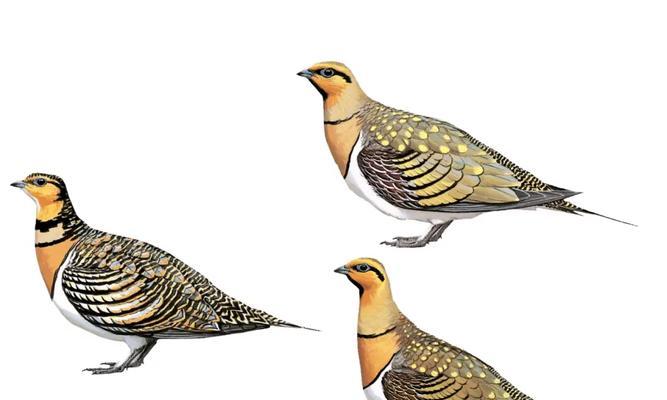 如何合理饲养褐拟雀？（以宠物为主，营造舒适生活环境，享受亲密互动）(图1)