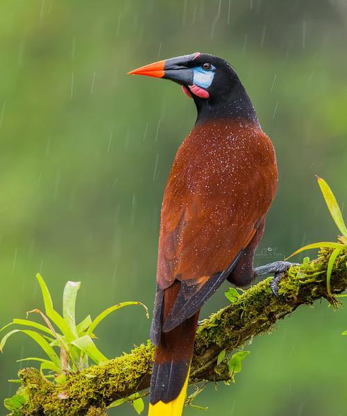 如何合理饲养褐拟雀？（以宠物为主，营造舒适生活环境，享受亲密互动）(图2)