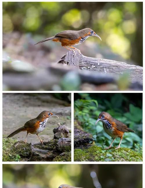 如何合理饲养褐拟雀？（以宠物为主，营造舒适生活环境，享受亲密互动）(图3)