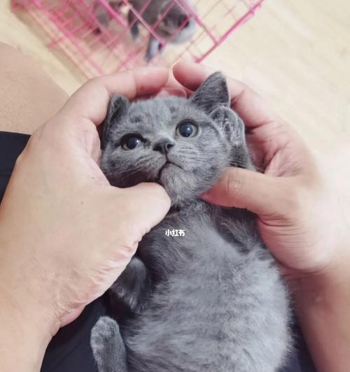 蓝猫与布偶的配种（探索品种杂交的奇妙之旅）(图2)