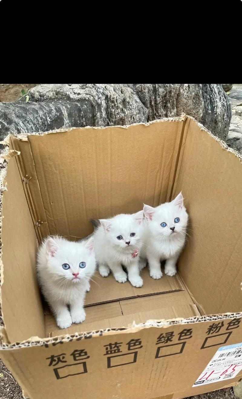 蓝猫与布偶的配种（探索品种杂交的奇妙之旅）(图1)