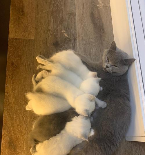 蓝猫与布偶的配种（探索品种杂交的奇妙之旅）(图3)