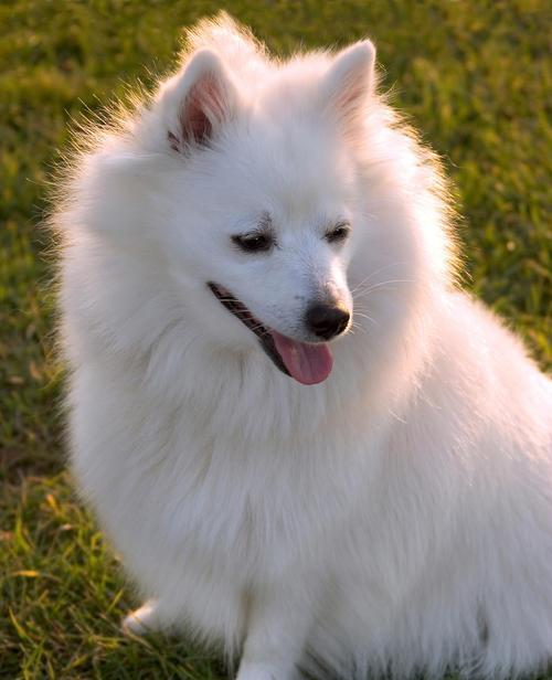 银狐犬的饲养方法（全面指南，让你的银狐犬健康成长）(图3)