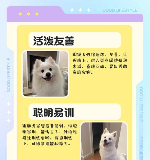 银狐犬的饲养方法（全面指南，让你的银狐犬健康成长）(图1)