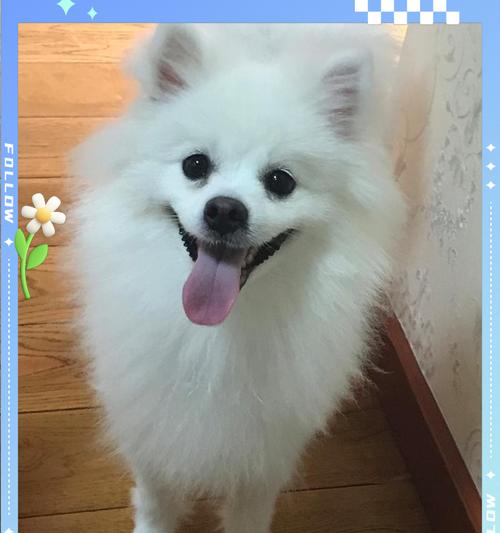 银狐犬的饲养方法（全面指南，让你的银狐犬健康成长）(图2)