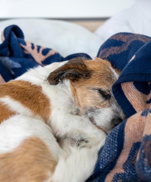 宠物睡觉的奇怪叫声是什么？（狗狗睡觉发出的叫声是什么样的？——探究宠物睡眠中的神秘行为）(图2)