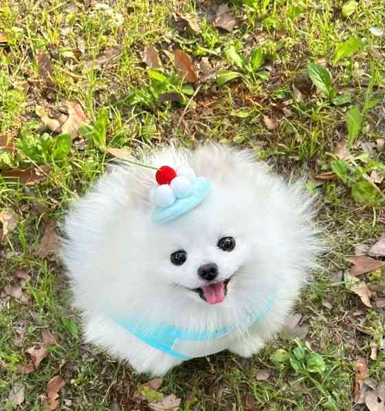 如何训练博美站立？（从基础开始一步步训练，让你的狗狗优雅地站立）(图1)