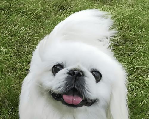 宠物受伤后怎么办？（以京巴烧伤和烫伤为例，详细解答）(图3)