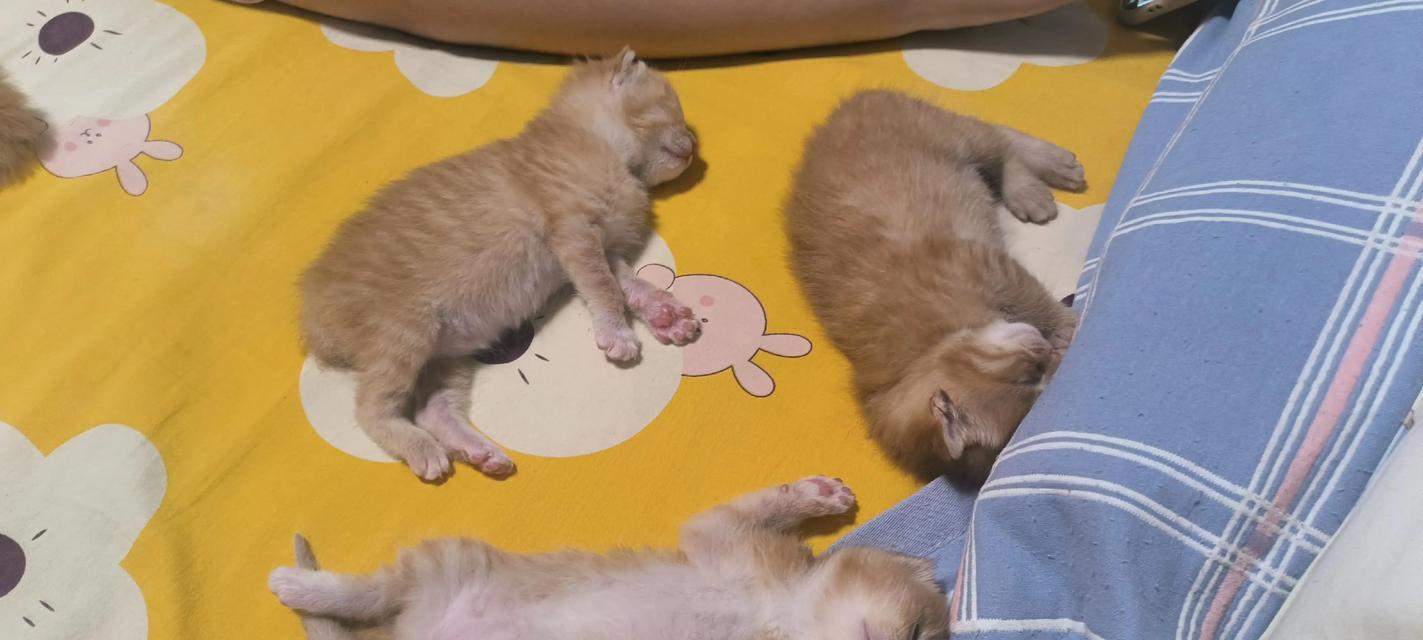 刚满月的小猫每天睡几小时（探究小猫睡眠习惯及其对健康的影响）(图1)