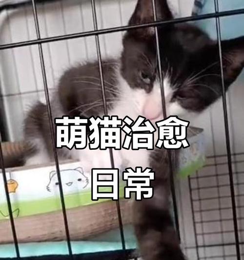 刚满月的小猫每天睡几小时（探究小猫睡眠习惯及其对健康的影响）(图3)