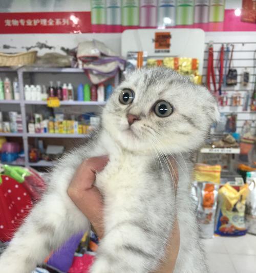 老年宠物狗狗的护理方法（关注老狗的健康，细心呵护老伴侣）(图3)