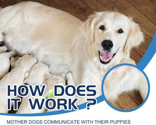 老年宠物狗狗的护理方法（关注老狗的健康，细心呵护老伴侣）(图1)