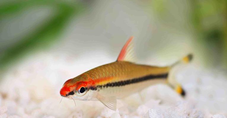 红肚凤凰鱼的饲养方法（打造健康活泼的宠物鱼）(图2)