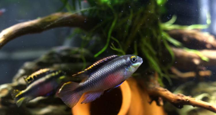 红肚凤凰鱼的饲养方法（打造健康活泼的宠物鱼）(图3)