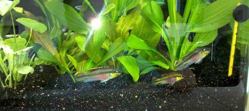 红肚凤凰鱼的饲养方法（打造健康活泼的宠物鱼）(图1)