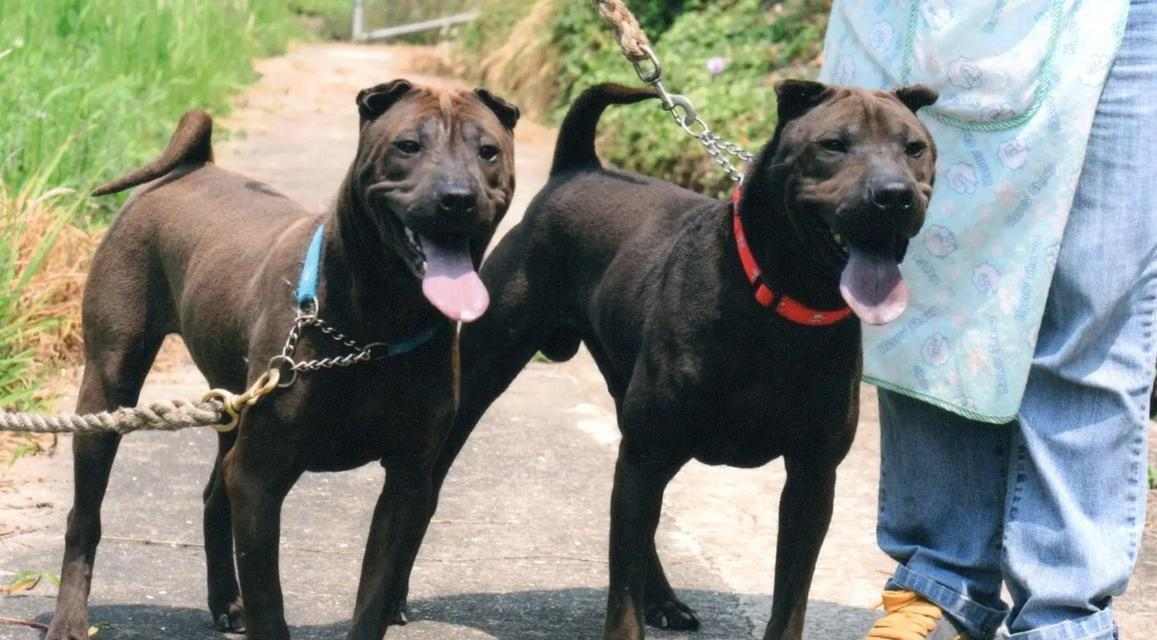 如何正确喂养沙皮犬？（关注沙皮犬营养需求，让它健康快乐成长）(图2)