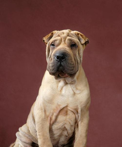 如何正确喂养沙皮犬？（关注沙皮犬营养需求，让它健康快乐成长）(图3)