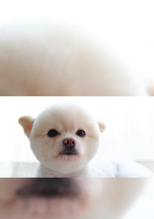 如何训练博美站立？（从基础开始一步步训练，让你的狗狗优雅地站立）(图2)