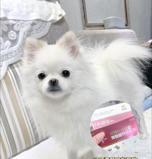 如何训练博美站立？（从基础开始一步步训练，让你的狗狗优雅地站立）(图3)