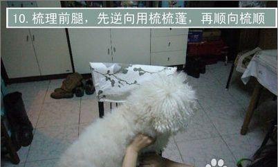 老年宠物狗狗的护理方法（关注老狗的健康，细心呵护老伴侣）(图2)