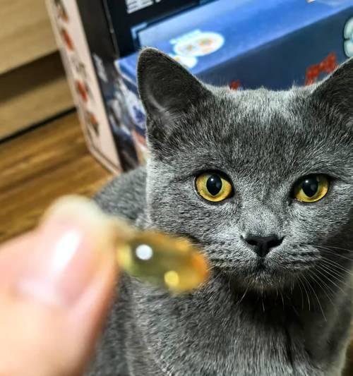 宠物猫咪脾气比较好的选择（哪些品种的猫咪性格温顺友好）(图2)