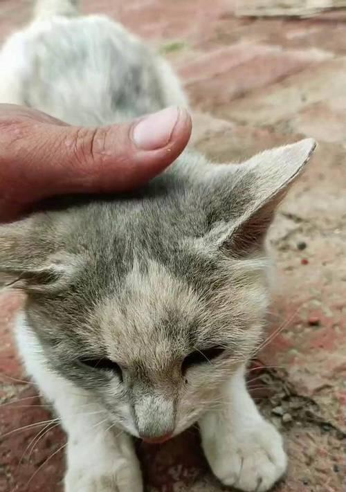 宠物猫咪脾气比较好的选择（哪些品种的猫咪性格温顺友好）(图1)