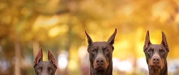 杜宾犬的饮食习惯与注意事项（以宠物为主，杜宾犬能吃人吃的饭吗？——一份详尽的饮食指南）(图1)