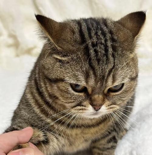 宠物猫咪脾气比较好的选择（哪些品种的猫咪性格温顺友好）(图3)