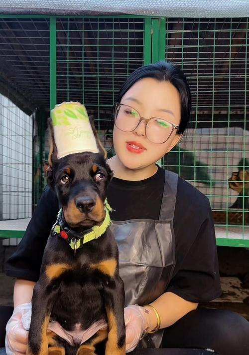 杜宾犬的饮食习惯与注意事项（以宠物为主，杜宾犬能吃人吃的饭吗？——一份详尽的饮食指南）(图2)