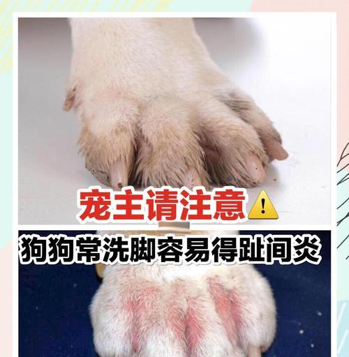 狗脚趾炎（了解康复时长，预防和治疗策略）(图1)