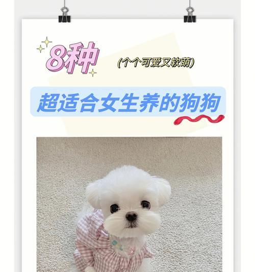 解读“俘获”少女心的博美犬（了解博美犬的可爱与魅力）(图3)