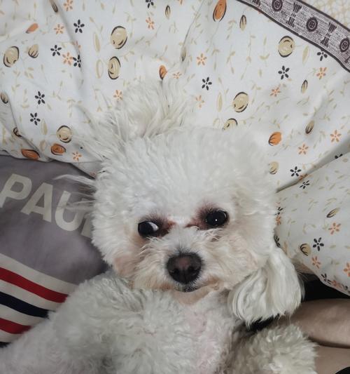 比熊犬常见疾病解析（探讨比熊犬容易患的健康问题及预防措施）(图2)