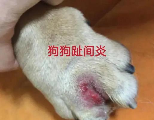 狗脚趾炎（了解康复时长，预防和治疗策略）(图2)