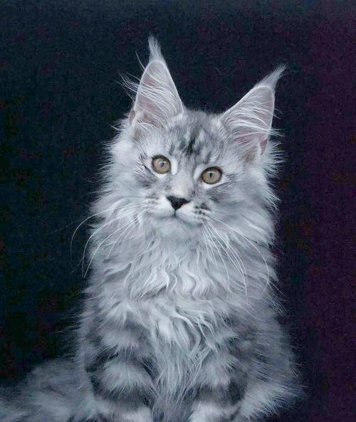 缅因猫的成年期及其特点（探究缅因猫从幼猫到成年猫的发育过程及其特征）(图2)