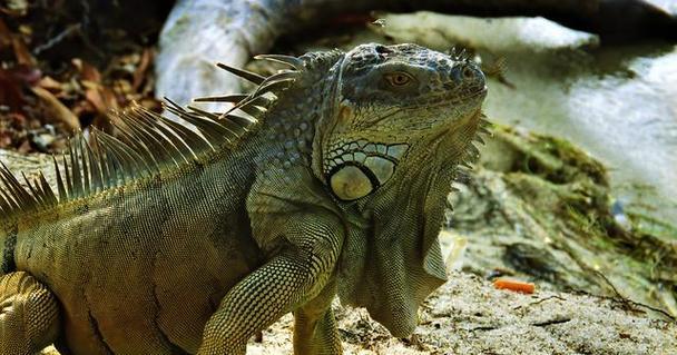 鬃狮蜥蜴的温度需求与饲养要点（了解鬃狮蜥蜴的温度需求，做好饲养工作）(图4)