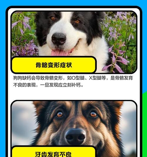 产后狗狗缺钙的症状与预防（宠物健康养护，关注狗狗产后缺钙）(图3)