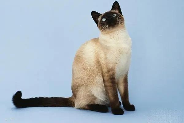 为什么有的猫咪越长越丑？(图3)