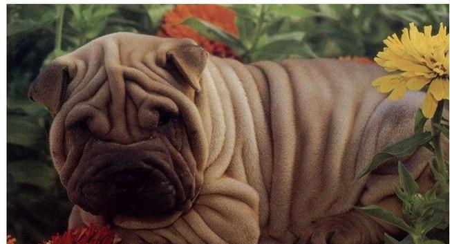 沙皮犬的魅力与特点（探索沙皮犬的外貌、性格和适应环境）(图2)