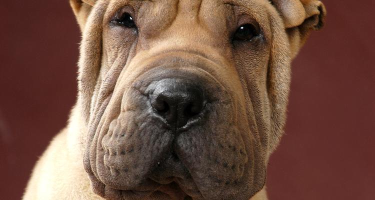 沙皮犬的魅力与特点（探索沙皮犬的外貌、性格和适应环境）(图1)