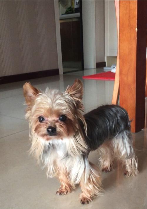 探寻约克夏的魅力（了解约克夏犬的特点、历史和培养之道）(图1)