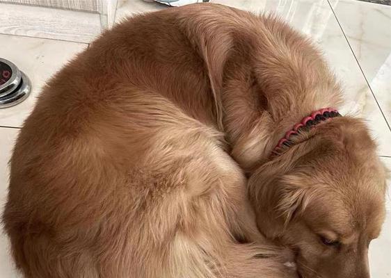 为什么我家狗总是被咬？（探究背后的原因以及如何保护我们的宠物）(图3)